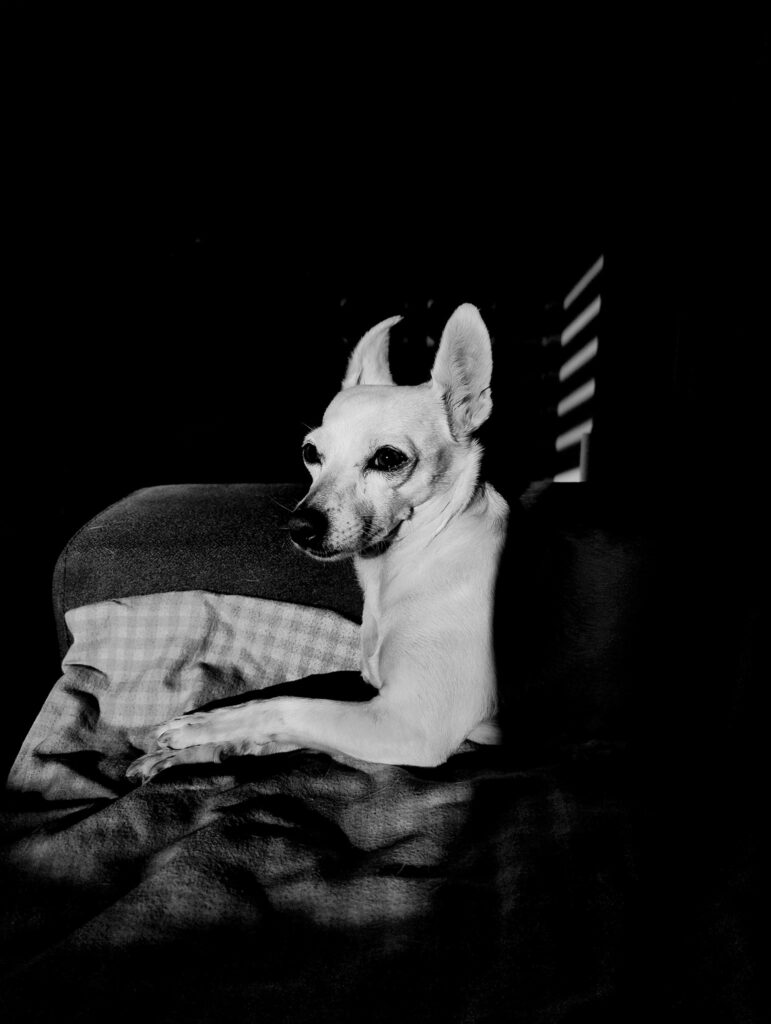 Foto con celular de una mascota